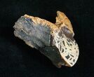 Large, Rooted Triceratops Tooth - #4469-3